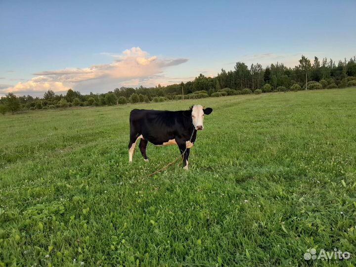 Стельная телка