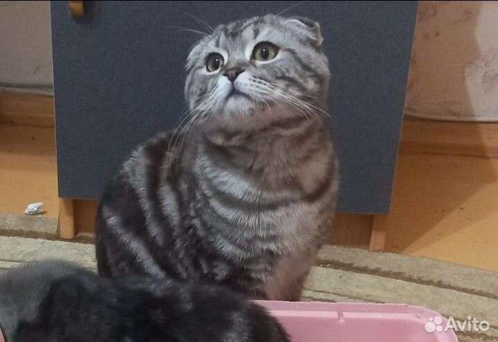 Шотландский кот приглашает на вязку