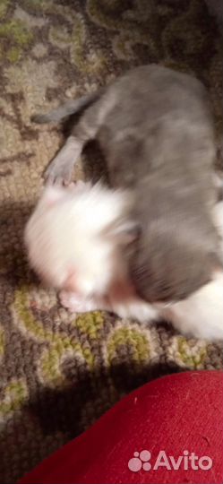 Отдам котят в добрые заявки до завтра