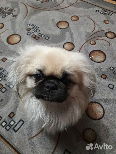 Вязка пекинеса