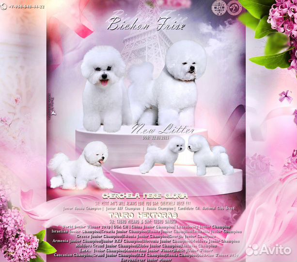 Бишон фризе мальчик