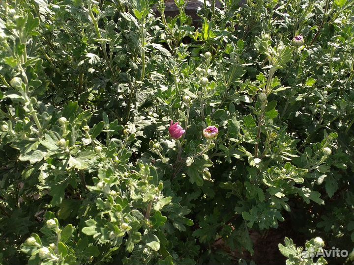 Хризантемы жёлтая и сиреневая