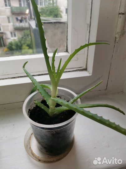 Алоэ (отросток)