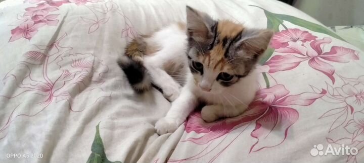 Трёхцветная кошечка