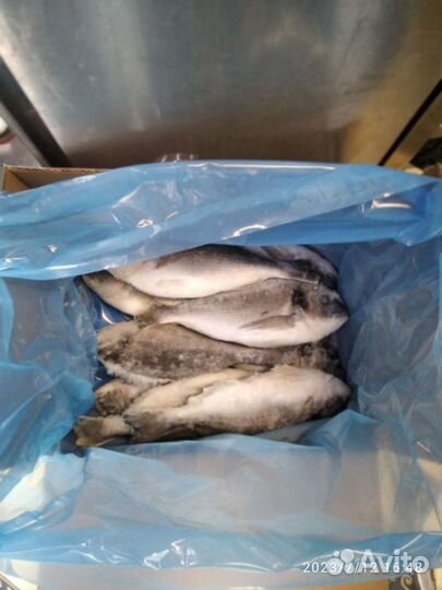 Доставка свежемороженой Рыбы и Морепродуктов Тверь