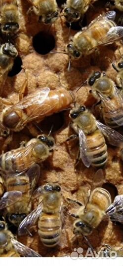 Продам пчелосемьи