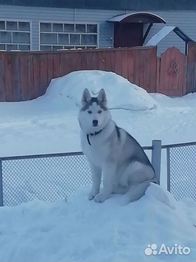 Сибирский хаски