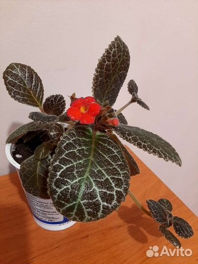 Комнатные растения разные