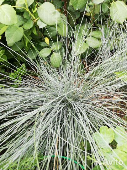 Мята,Лаванда,Овсяница,Душица,Тимьян,Шалфей,Астра