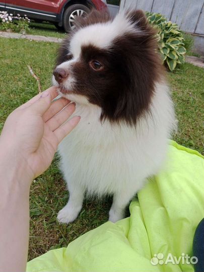 Немецкий шпиц мальчик вязка