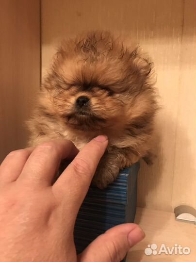 Маленькая собака