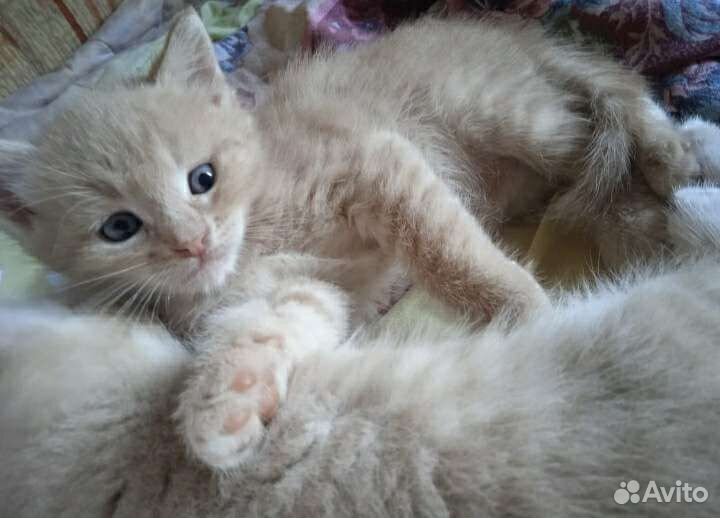 Котятки в добрые руки бесплатно