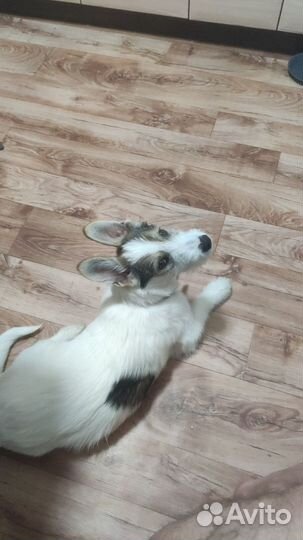 Собака в добрые руки щенок