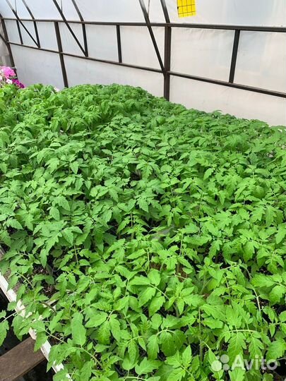 Рассада помидор и перцев