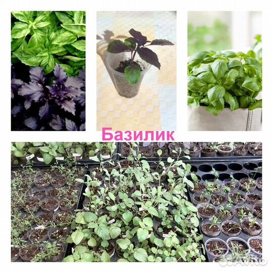 Мята, мелисса, тимьян, шалфей, базилик