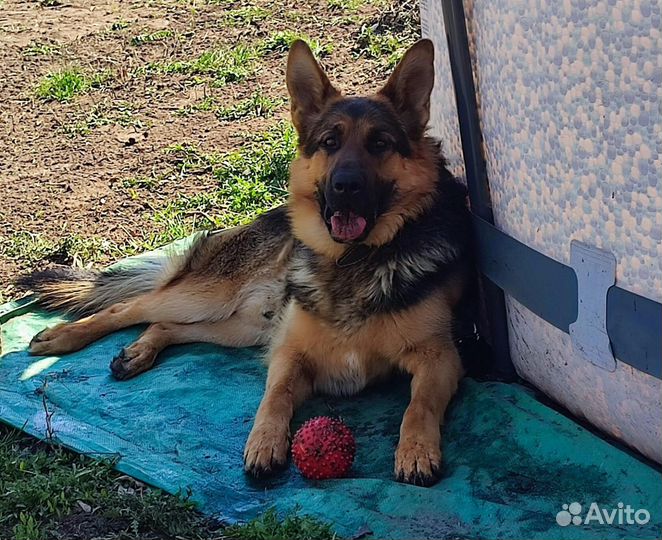 Вязка собак немецкая овчарка