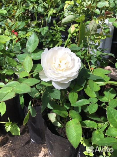 Саженцы роз