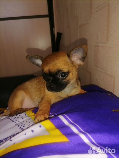 Маленькая собака чихуахуа мини