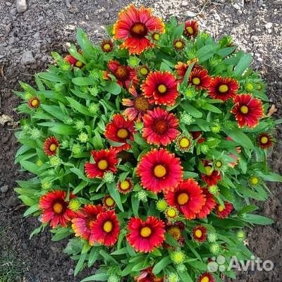 Гайлардия многолетнее растение саженцы