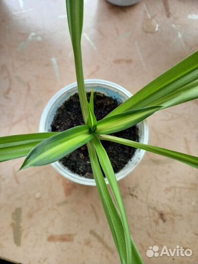 Хлорофитумы