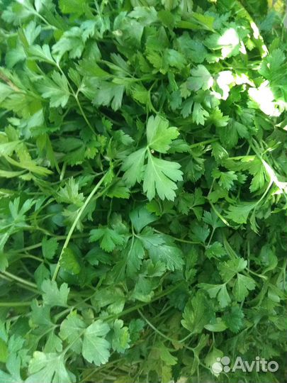 Петрушка свежая