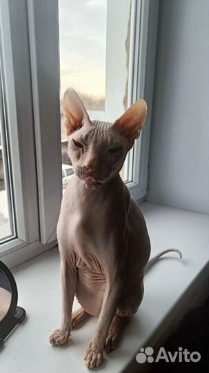 Донской сфинкс