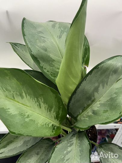 Аглаонема сильверадо