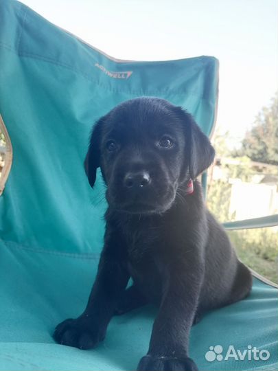 Щенки лабрадора