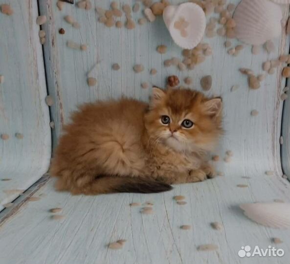 Золотые котята,большой выбор,привиты