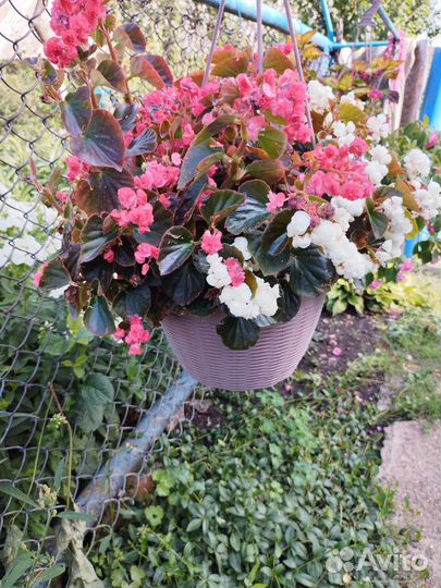 Бегония вечноцветущая белая