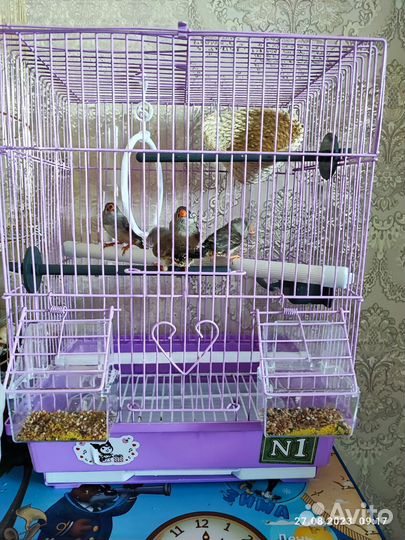 Зебровые амадины