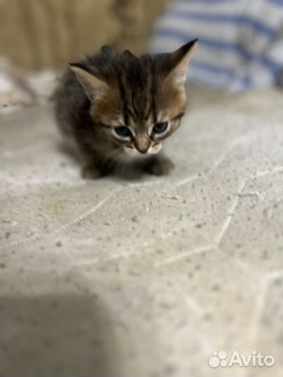 Британские котята