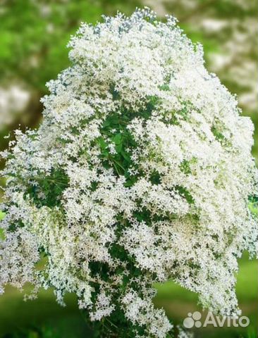 Клематис манчжурский купить в Чите | Товары для дома и дачи | Авито