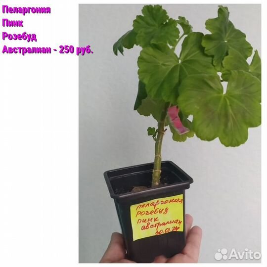 Пеларгония герань сортовые зональные, розебуд