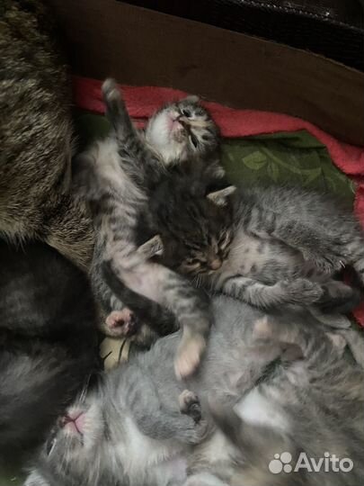 Отдам котенка в добрые руки