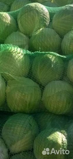 Продам капусту