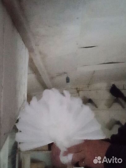 Николаевские голуби