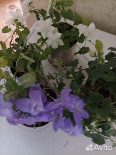 Кампанола(женихи и невесты)