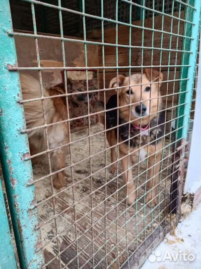 Собака из приюта в добрые руки бесплатно ищет дом