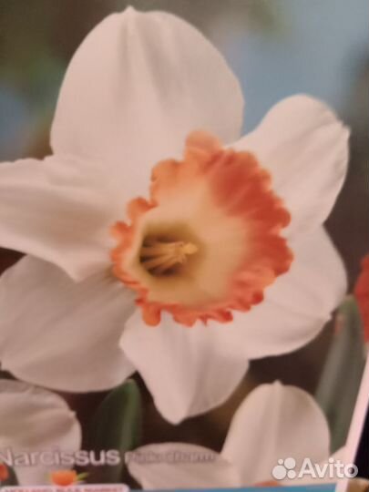 Луковицы нарциссов
