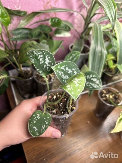 Сциндапсус пиктус эпипремнум