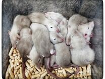 Сиамские породистые крысята крысы Дамбо
