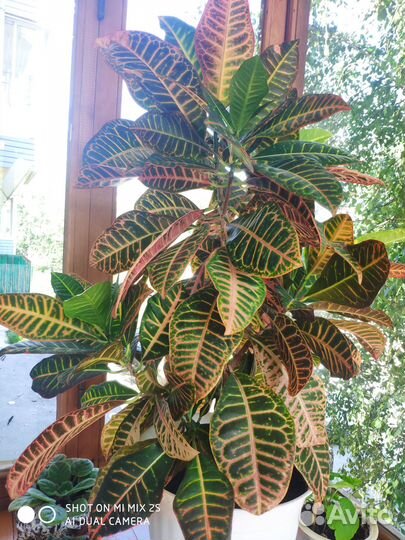 Комнатный великолепный взрослый кротон цена 2000