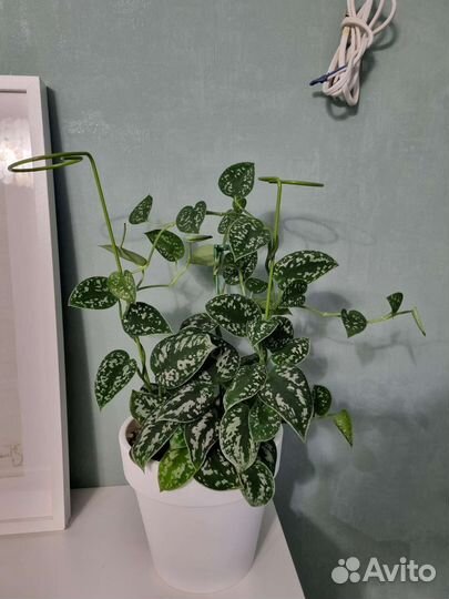 Сциндапсус аргиреус пиктус