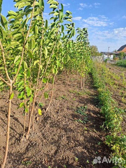 Саженцы черешни