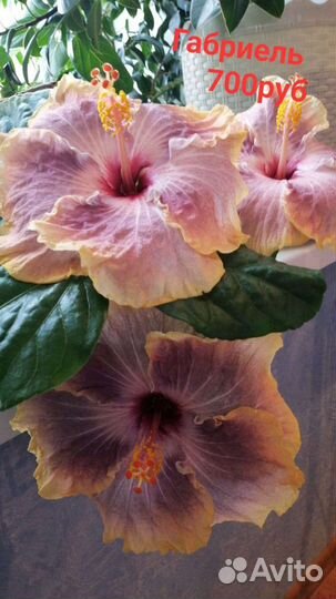 Сортовые гибискусы
