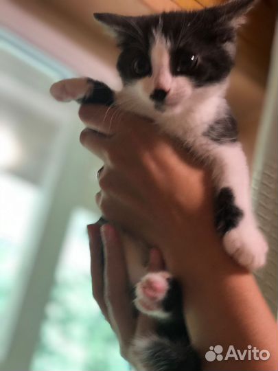 Котенок в добрые руки