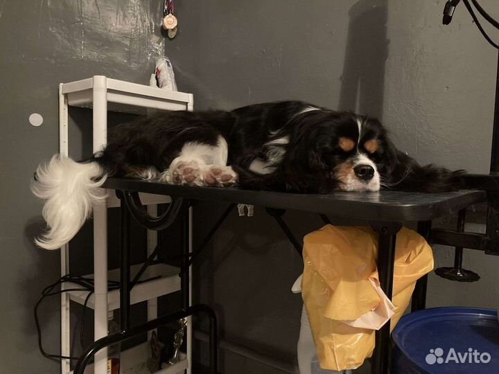 Передержка собак