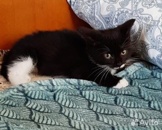 Котенок около 2 мес