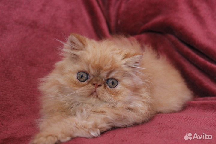 Породистые котята экзоты и персы